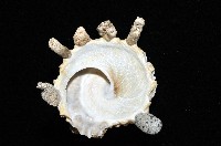 礫石綴殼螺藏品圖，第4張
