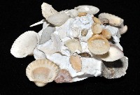綴殼螺藏品圖，第2張