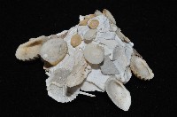 綴殼螺藏品圖，第4張