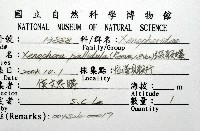 綴殼螺藏品圖，第8張