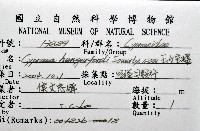 玉女寶螺藏品圖，第12張