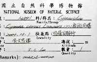 鹿斑寶螺藏品圖，第12張