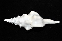 波緣長旋螺藏品圖，第2張