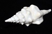 波緣長旋螺藏品圖，第6張