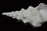 波緣長旋螺藏品圖，第10張