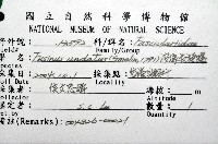 波緣長旋螺藏品圖，第12張