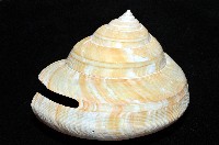 寺町翁戎螺藏品圖，第4張