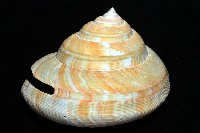 寺町翁戎螺藏品圖，第6張