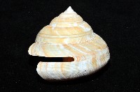 寺町翁戎螺藏品圖，第12張