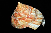 紅翁戎螺藏品圖，第3張