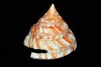 紅翁戎螺藏品圖，第4張