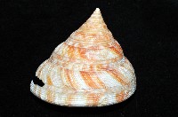 紅翁戎螺藏品圖，第5張