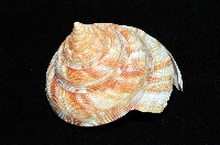 紅翁戎螺藏品圖，第10張