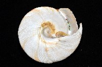 紅翁戎螺藏品圖，第15張