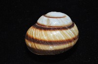 黑白光澤蝸牛藏品圖，第3張