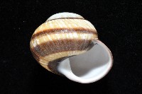 黑白光澤蝸牛藏品圖，第6張