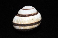 黑白光澤蝸牛藏品圖，第7張