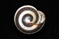 黑白光澤蝸牛藏品圖，第9張