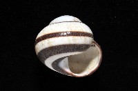 黑白光澤蝸牛藏品圖，第10張