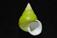 綠巴布亞蝸牛藏品圖，第3張