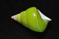 綠巴布亞蝸牛藏品圖，第4張