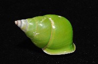 綠巴布亞蝸牛藏品圖，第5張