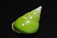 綠巴布亞蝸牛藏品圖，第8張