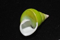 綠巴布亞蝸牛藏品圖，第9張