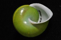 綠巴布亞蝸牛藏品圖，第10張