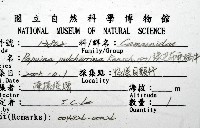 綠巴布亞蝸牛藏品圖，第12張