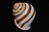 紅口紅蝸牛藏品圖，第3張