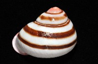 紅口紅蝸牛藏品圖，第4張