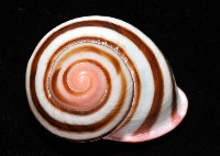 紅口紅蝸牛藏品圖，第5張