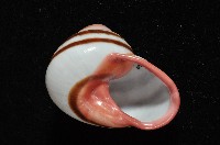 紅口紅蝸牛藏品圖，第7張