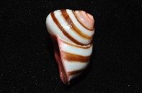 紅口紅蝸牛藏品圖，第8張
