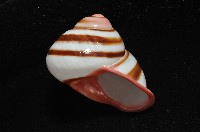 紅口紅蝸牛藏品圖，第9張