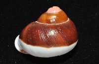 紅口紅蝸牛藏品圖，第12張