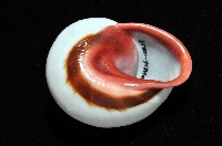 紅口紅蝸牛藏品圖，第13張