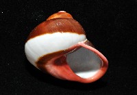 紅口紅蝸牛藏品圖，第14張