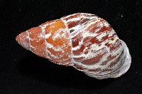 雲嬌蝸牛藏品圖，第2張
