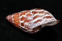 雲嬌蝸牛藏品圖，第3張