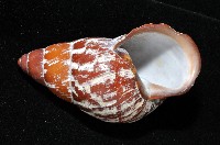 雲嬌蝸牛藏品圖，第6張
