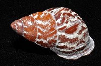 雲嬌蝸牛藏品圖，第8張