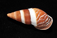 美嬌蝸牛藏品圖，第2張