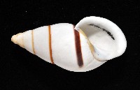 美嬌蝸牛藏品圖，第5張
