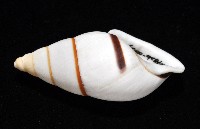 美嬌蝸牛藏品圖，第6張