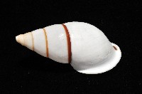 美嬌蝸牛藏品圖，第7張
