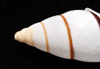 美嬌蝸牛藏品圖，第8張
