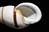 美嬌蝸牛藏品圖，第9張