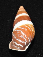 美嬌蝸牛藏品圖，第12張